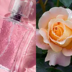 Perfumy w różowym odcieniu i delikatna brzoskwiniowa róża, the one, z kroplami rosy.