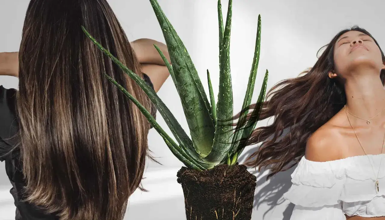 Aloes na włosy – bujna zieleń rośliny i lśniące, zdrowe włosy kobiet.